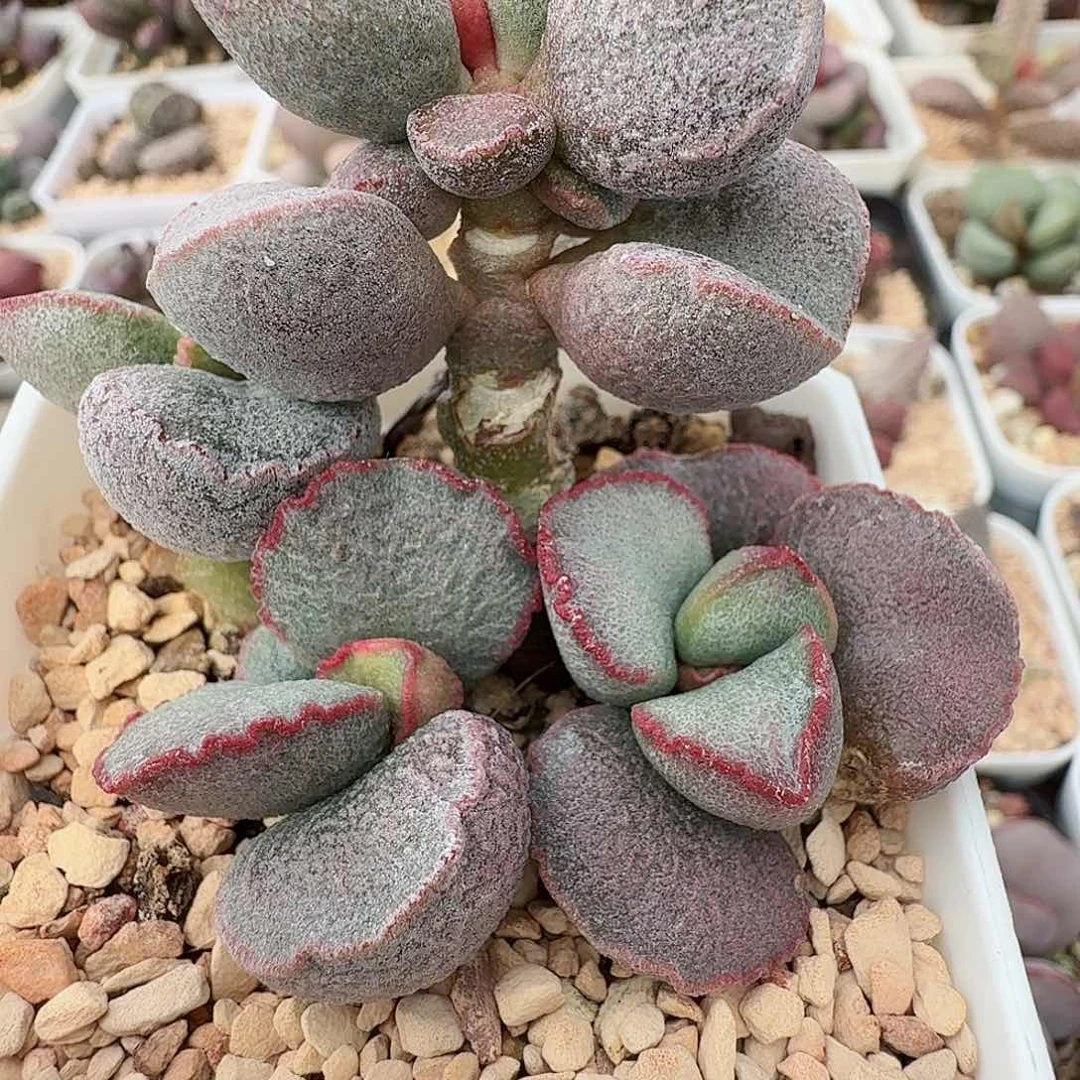 蛋系老桩
