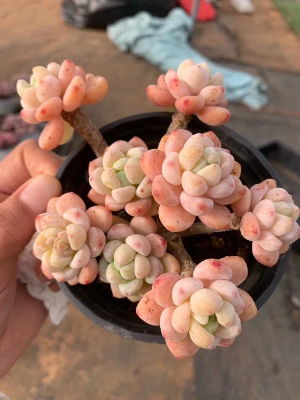 A级手捧罗琦多肉植物 3-4年老桩