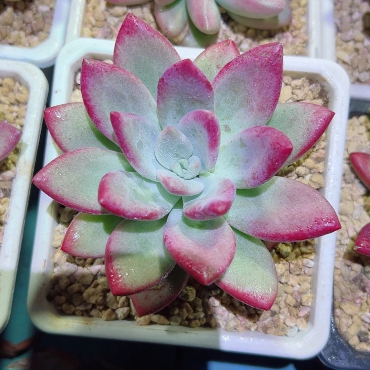 精品多肉植物老桩