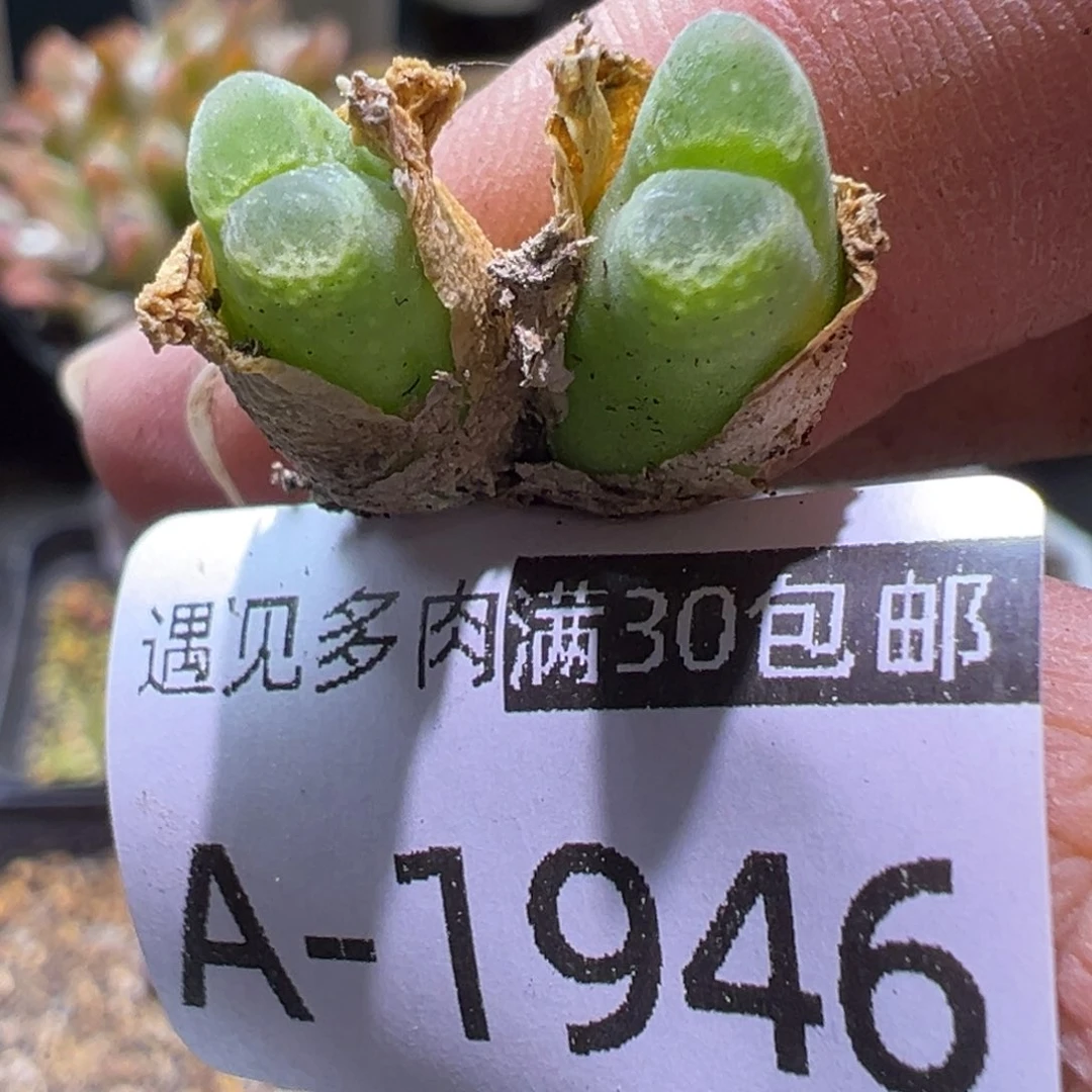 多肉植物1111111111111111