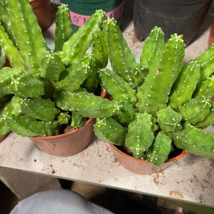 ༂****仙人球桃太郎两盆一物一拍