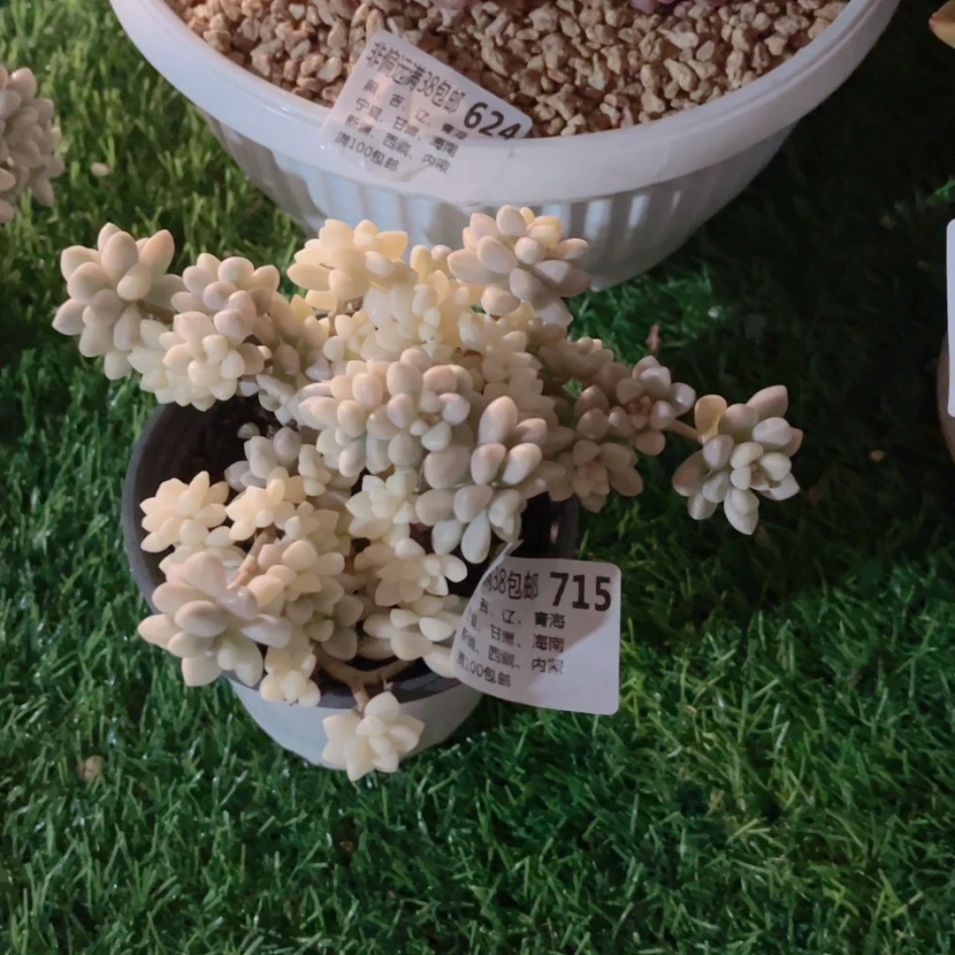 S****U715姬秋丽锦德华多肉