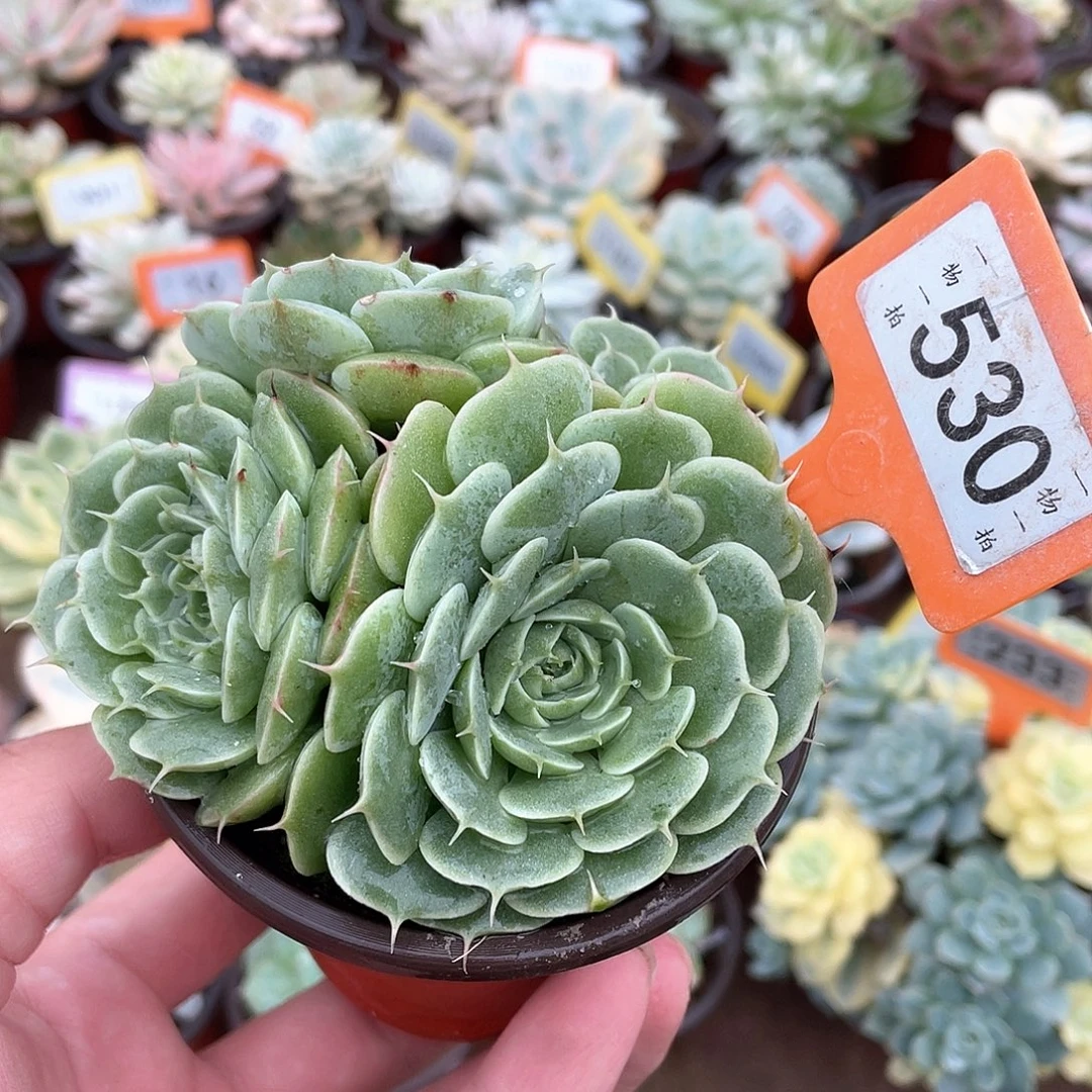 冰***冰530号多肉植物盆栽