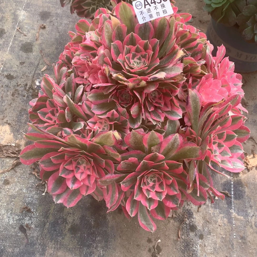 就*那多肉植物男神456
