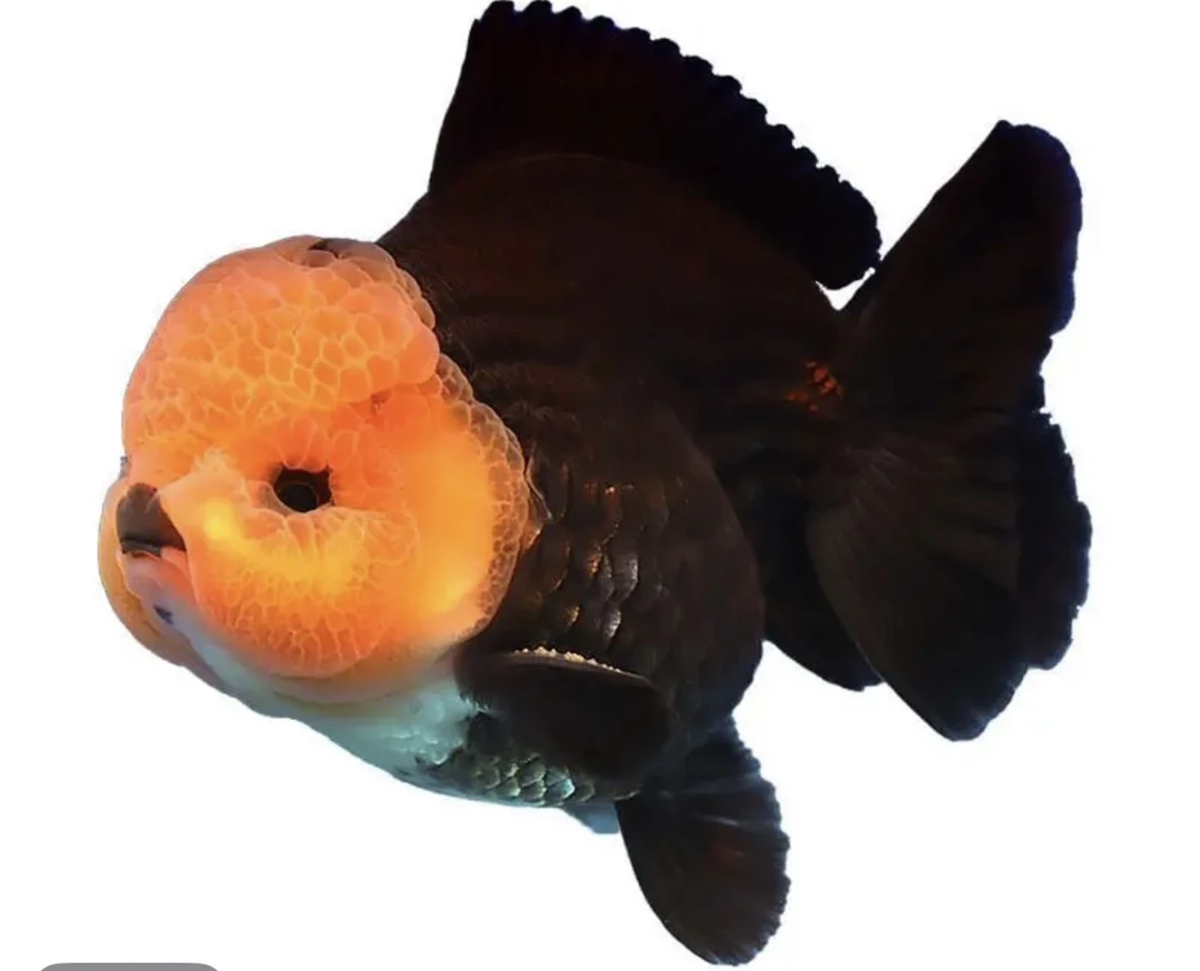 精品泰狮金鱼（发货退款承担运费20元）