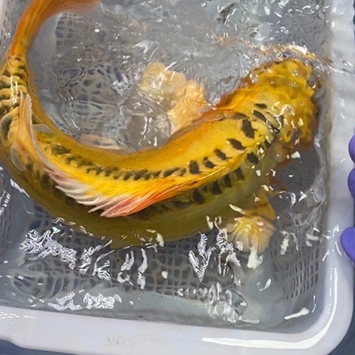 锦鲤冷水锦鲤（无开箱视频不售后）