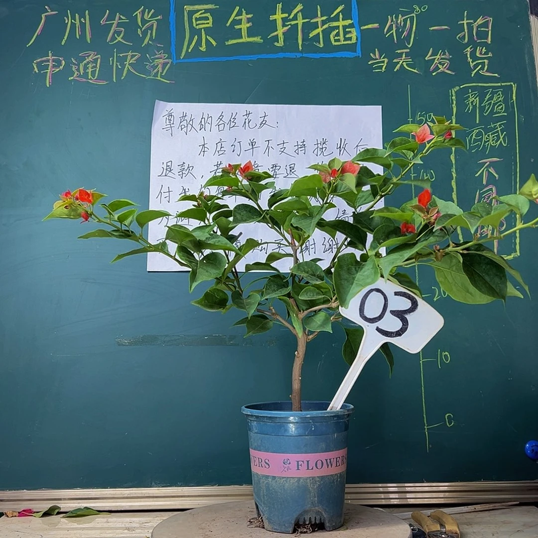 当前无花栽培后可以开花不甜西瓜03