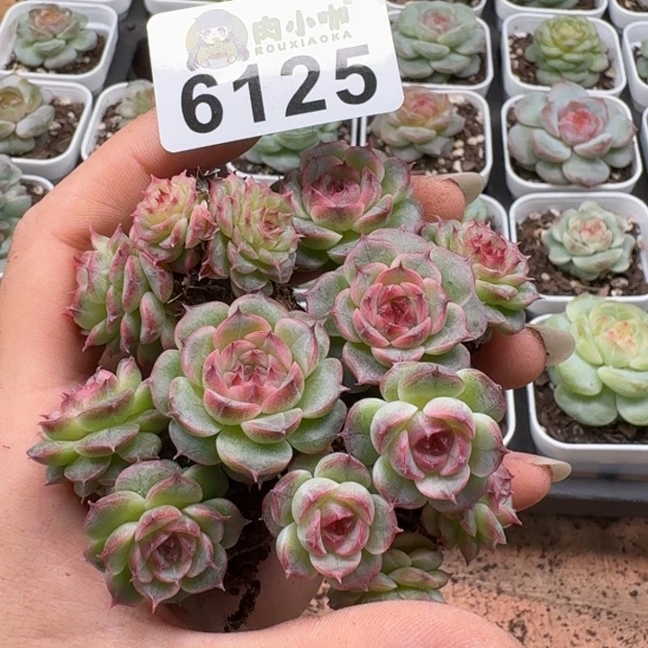 粒***粒多肉植物多肉植物
