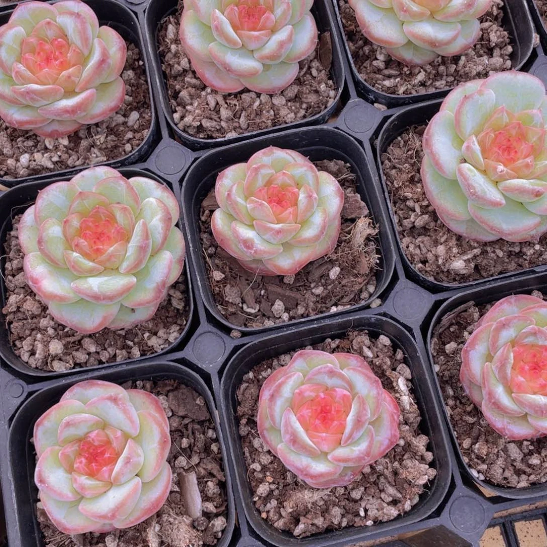 1390号 红钻宝石珍妮单头一个