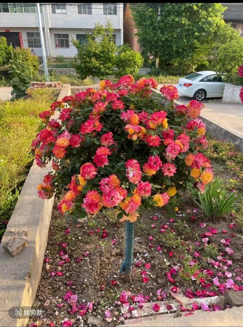 五色彩虹（棒棒糖月季）四季开花皮实好养带盆栽好