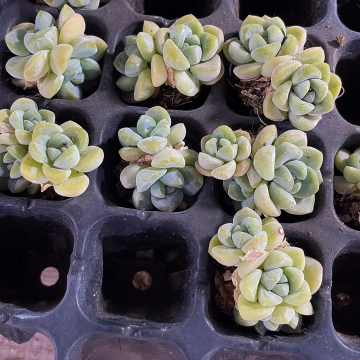 2颗小冰玉2颗一组