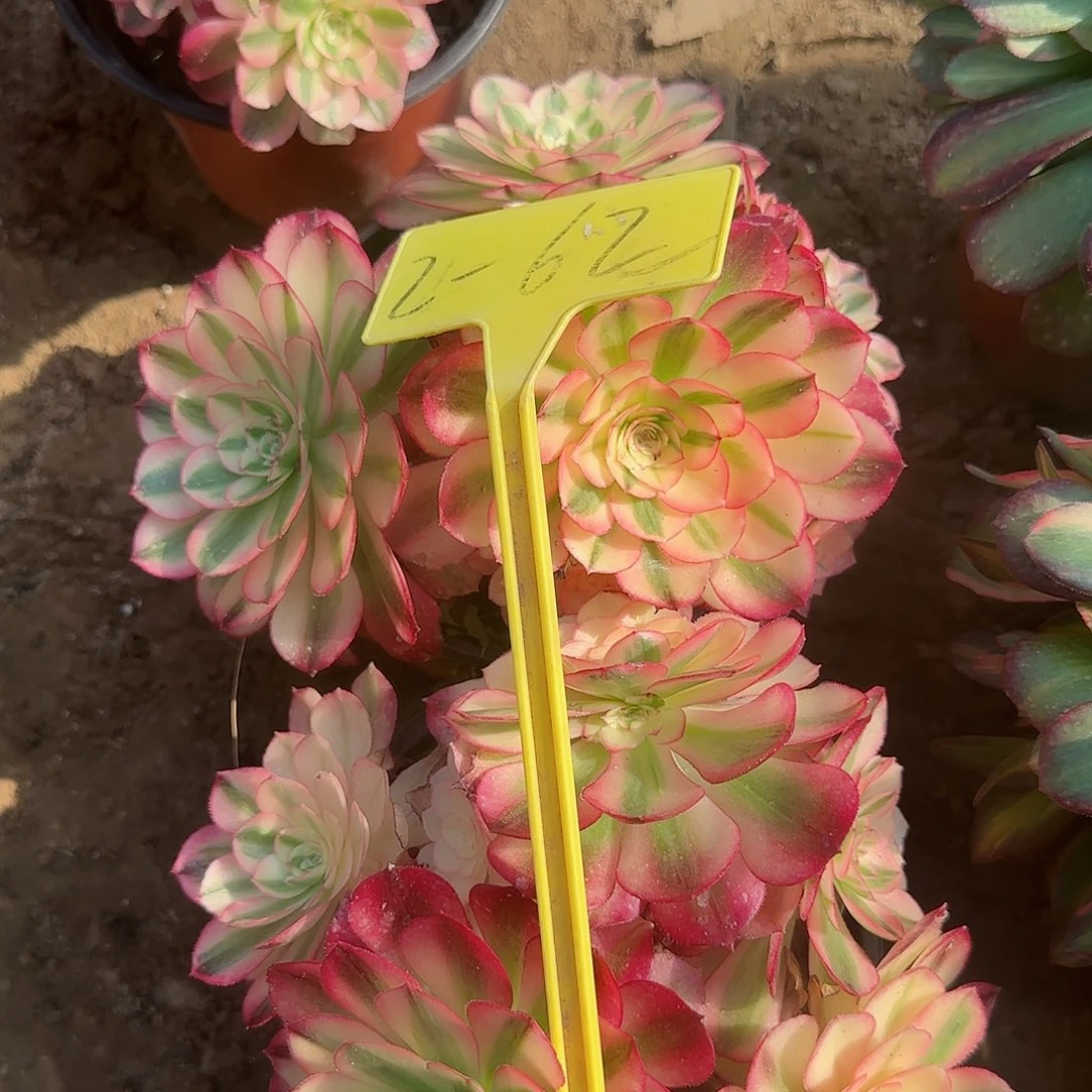 迦*2-62--多头多肉植物