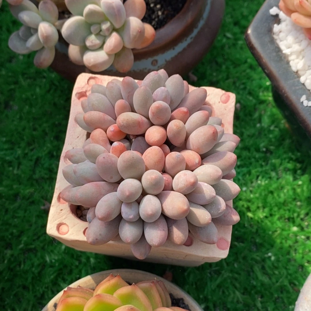 平***糖平凡的糖糖汤圆带盆多肉植物