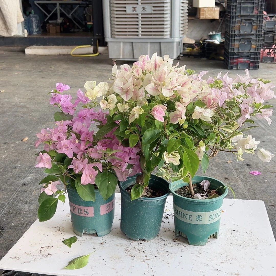 大部分花苞少量开放巴西紫，广红英，花叶苹果花组合