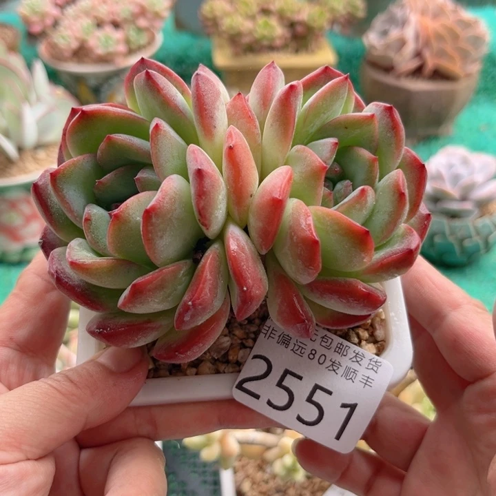 大2551，xbcbvbbbbb