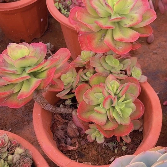 X**～多肉植物。。。。。。。。。。，，。。。。。