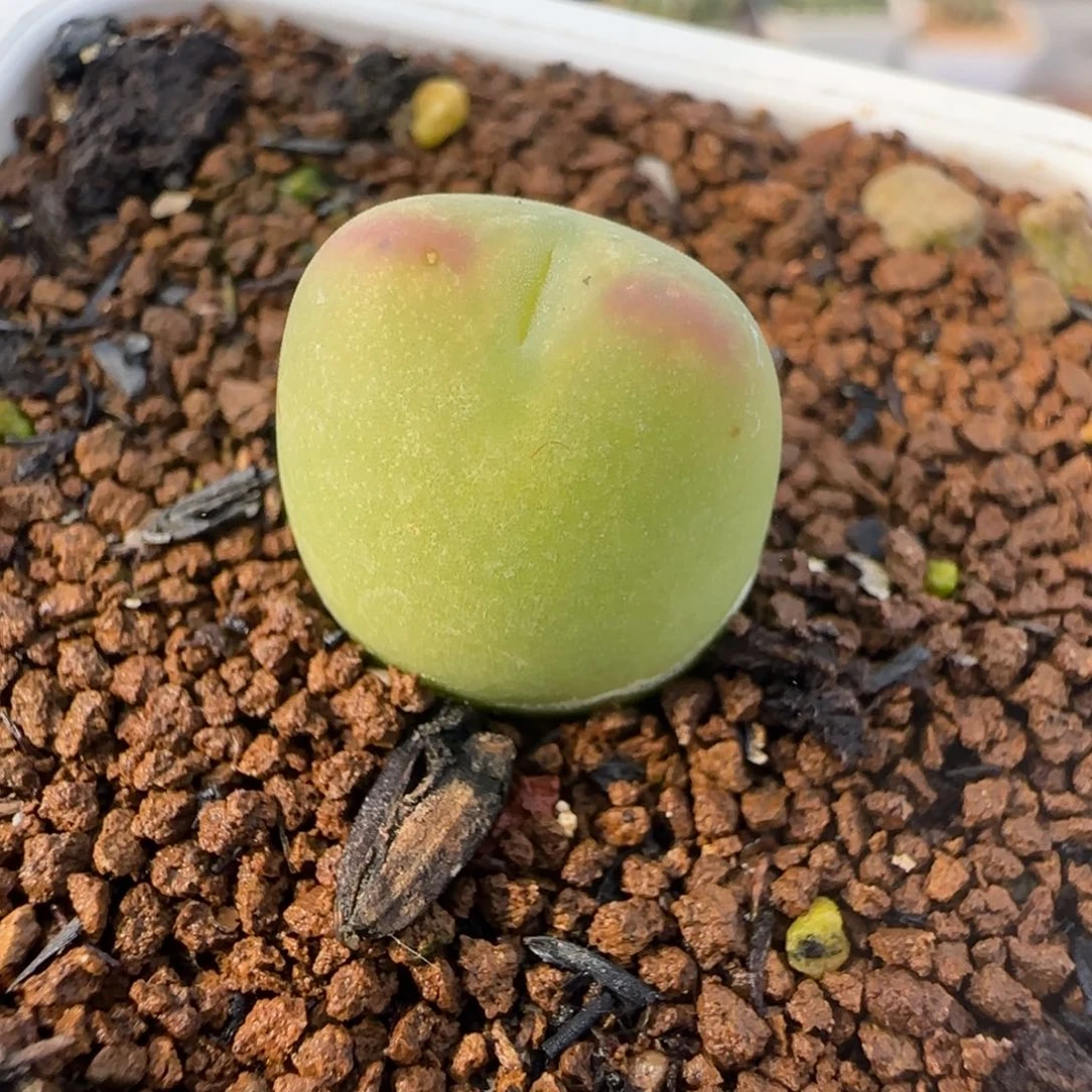 1.28多肉新年大福33号