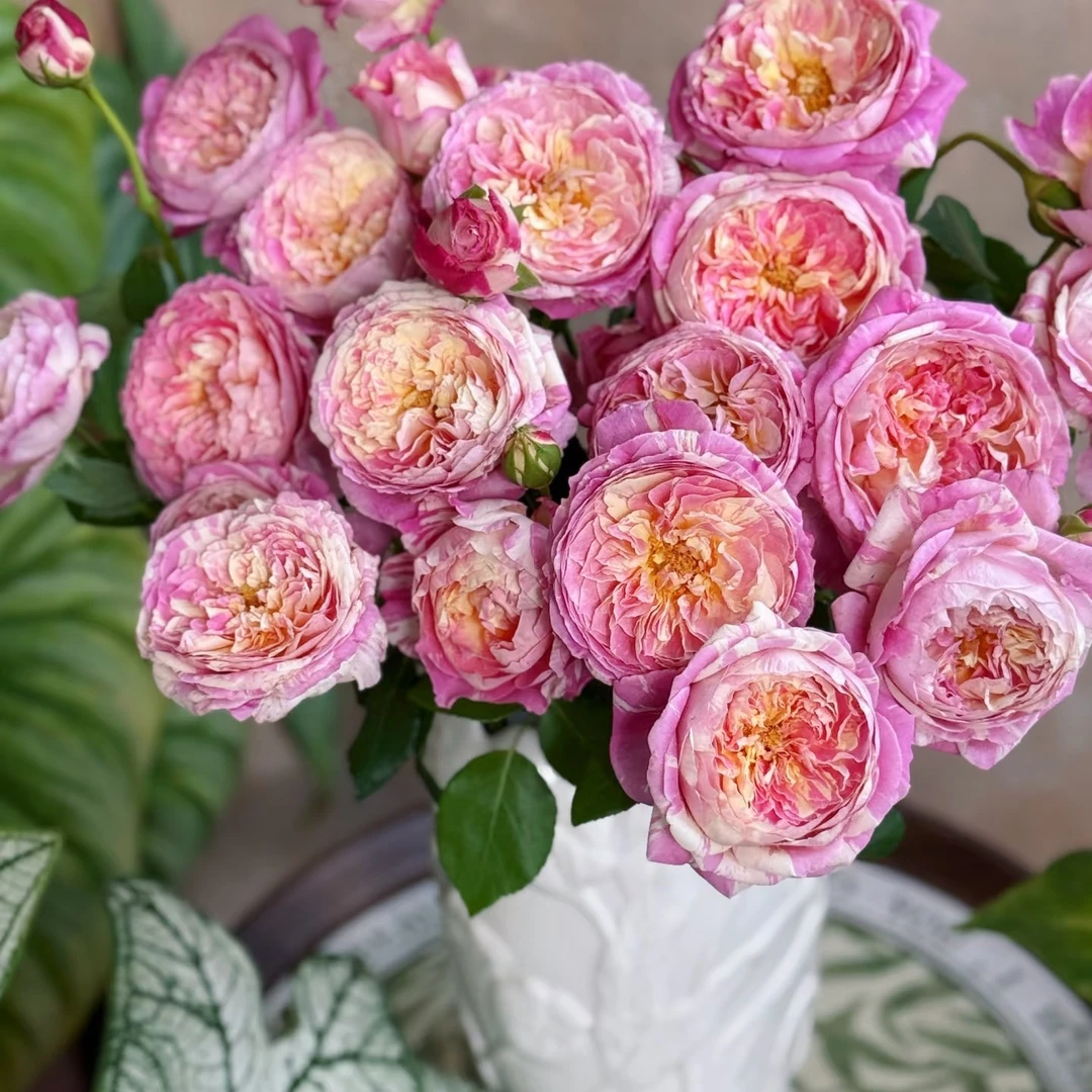 「嘤嘤怪鲜花」莫奈多头玫瑰云南直发顺丰包邮