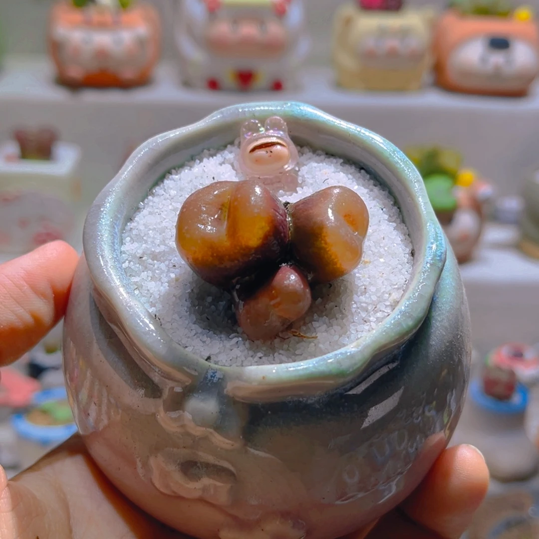 030高端多肉带盆土一套28