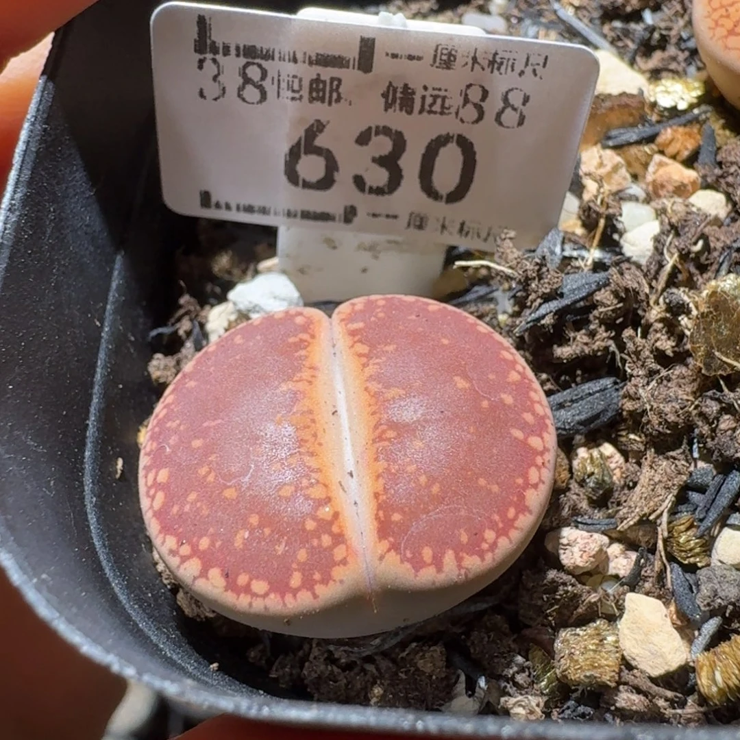 Sss新年快乐价630