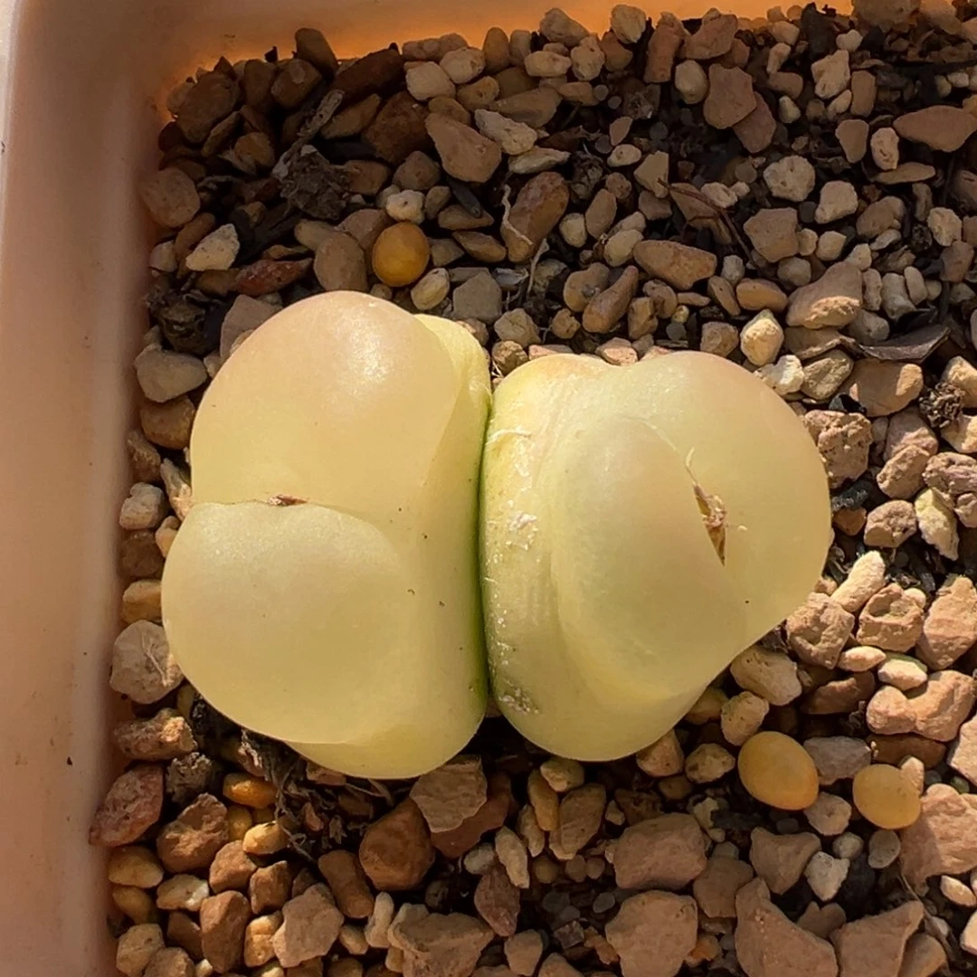 旺***0111111111111多肉多肉