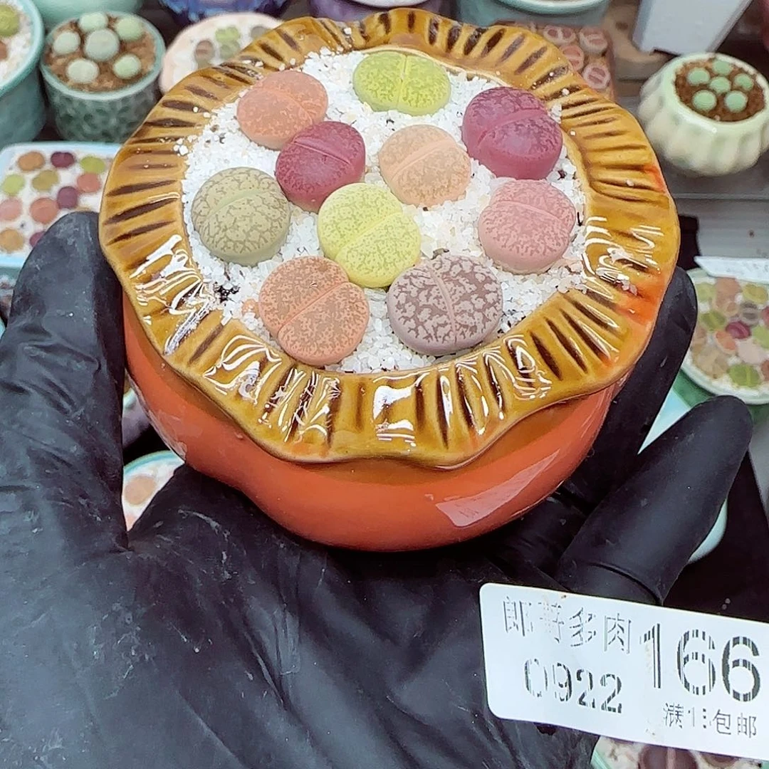 生石花满18包邮0922-166