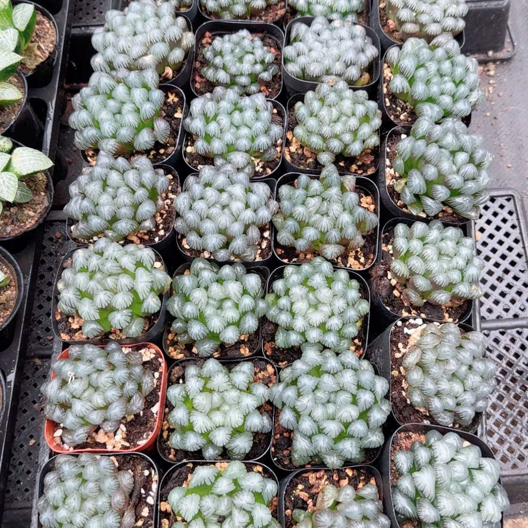 潘氏冰灯玉露多肉植物一颗