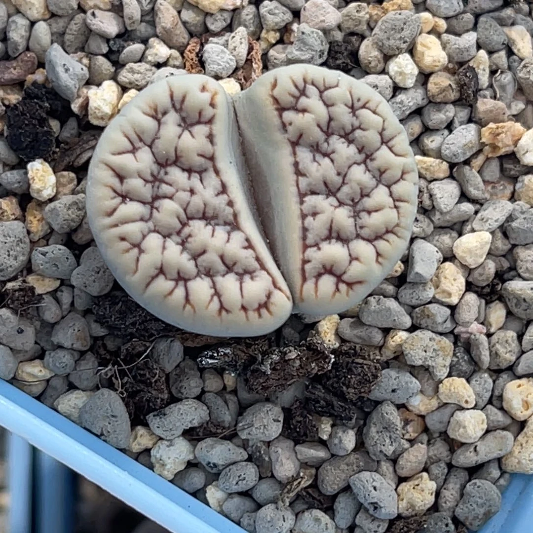 5152拿铁1891红紫粗纹尺寸2.5