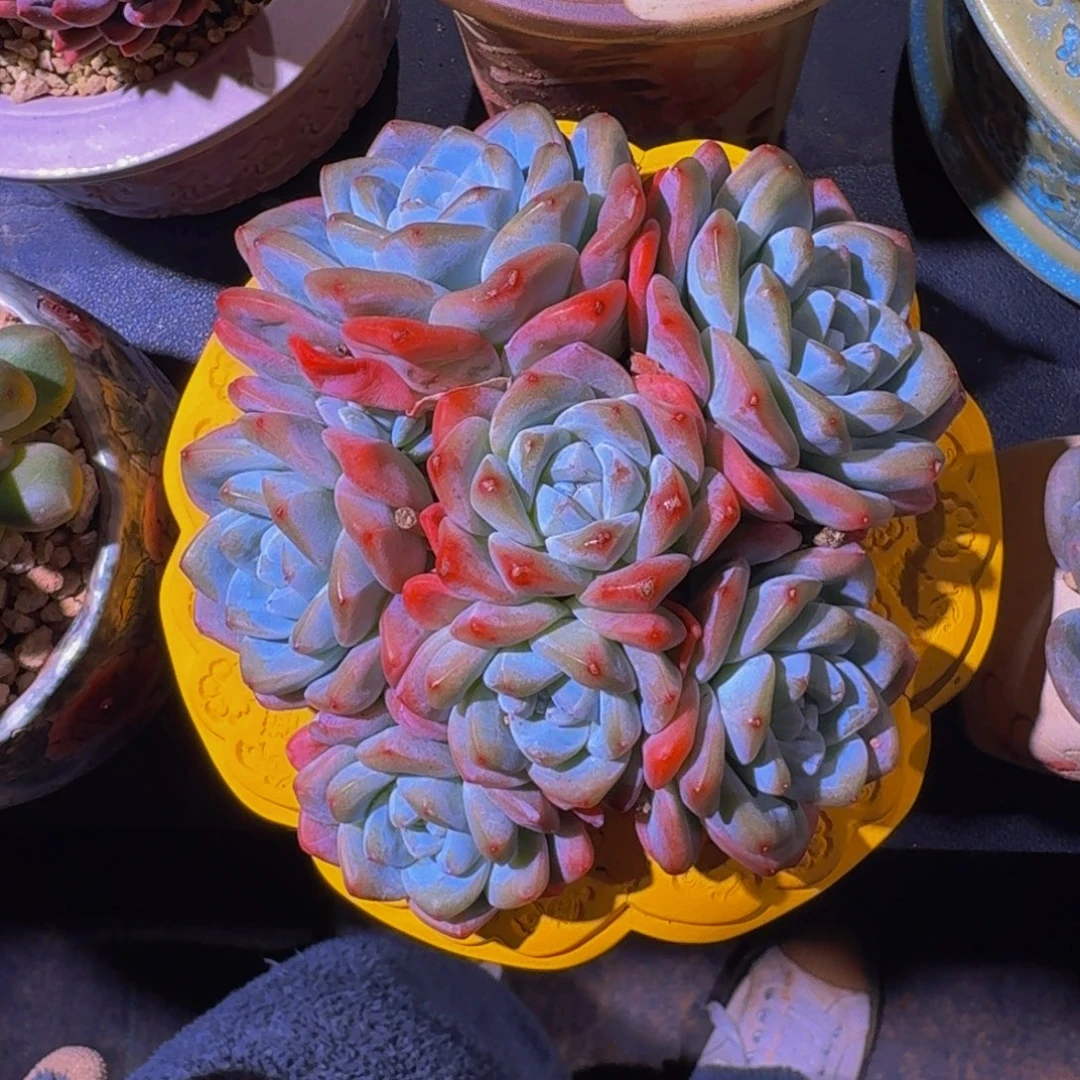 冰玉 群生  一物一拍