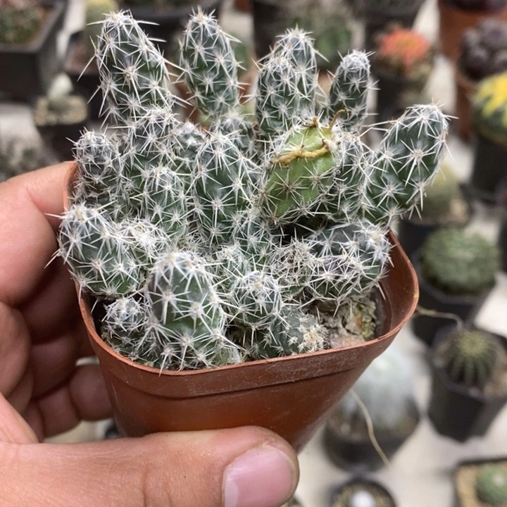 舞豆团扇特价福利