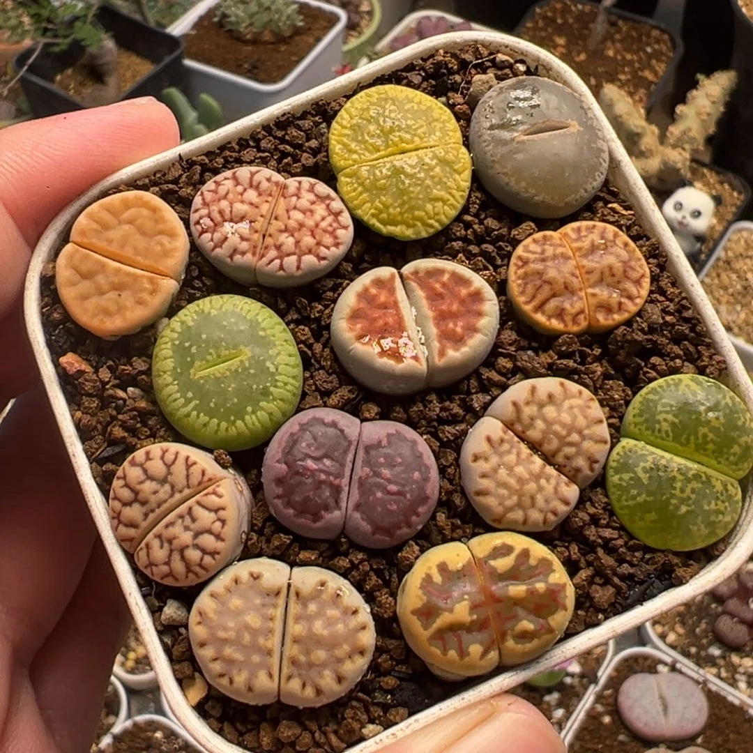 052多肉植物种类多样