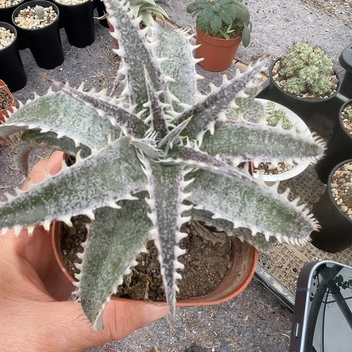 沙漠凤梨仙人球