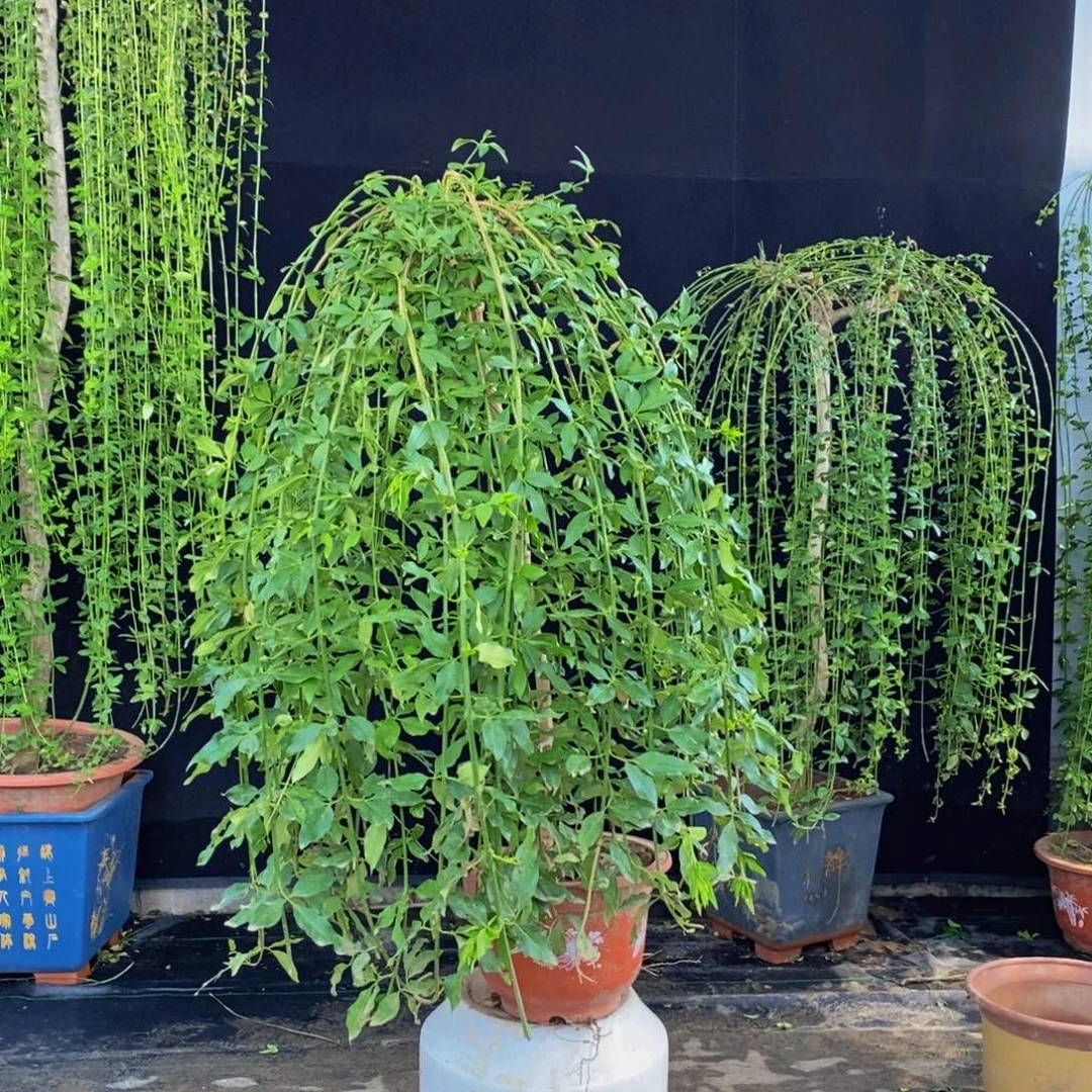 探春花，一物一拍花