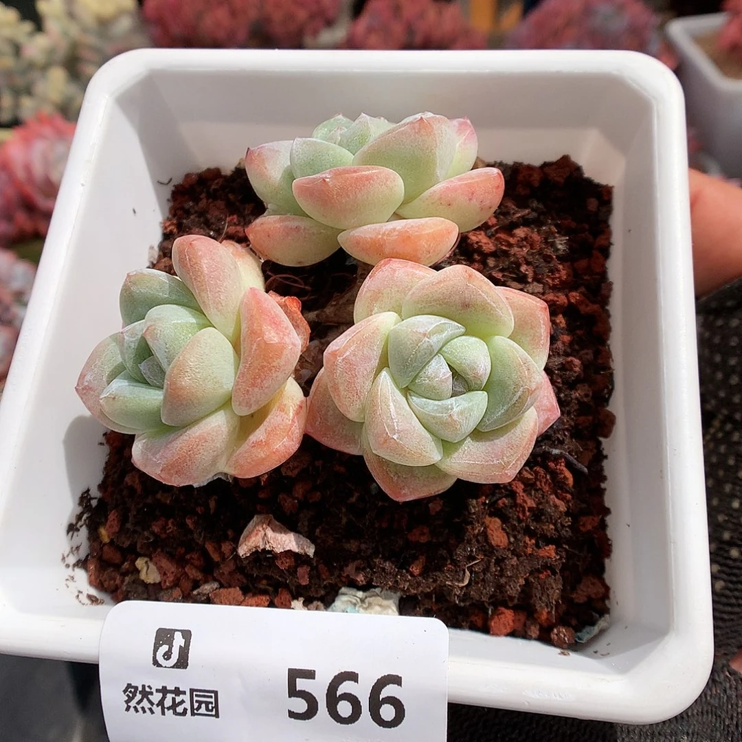 566冰玉多肉植物6666