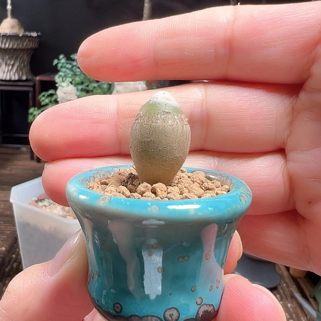 雪露厚敦菊带盆包邮