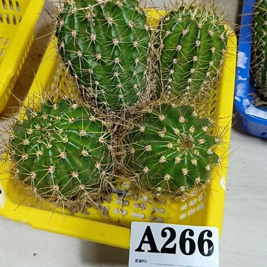 当前无花栽培后可以开花a266