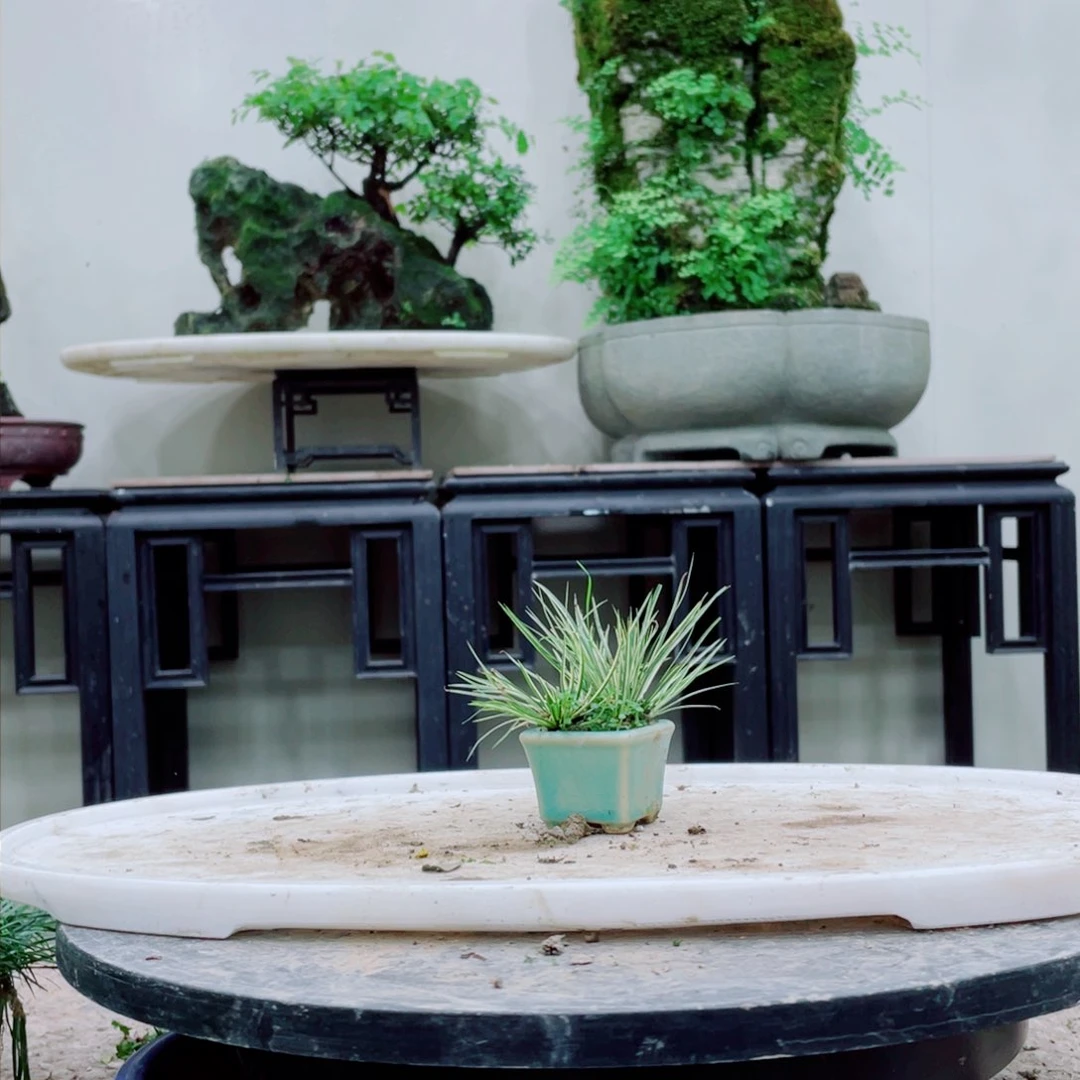 无铅玻璃珊*铁线蕨科的叶和根