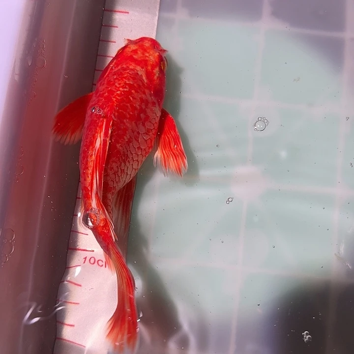 蝴蝶鲤鱼蝴蝶里玫瑰红花红