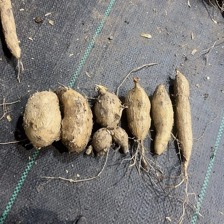 苍***穹当前无花栽培后可以开花