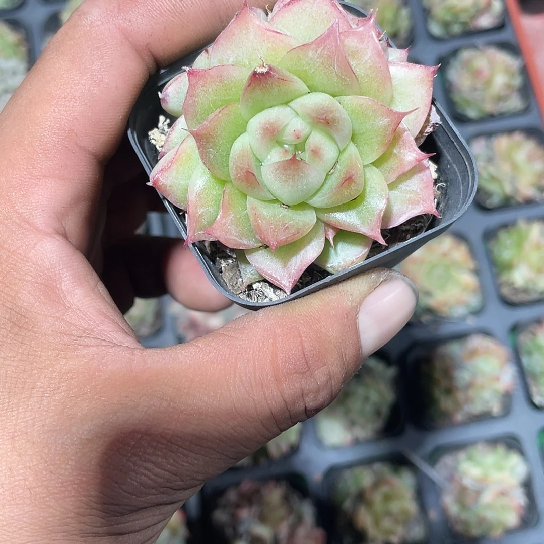 麦秆！6颗装！精品多肉
