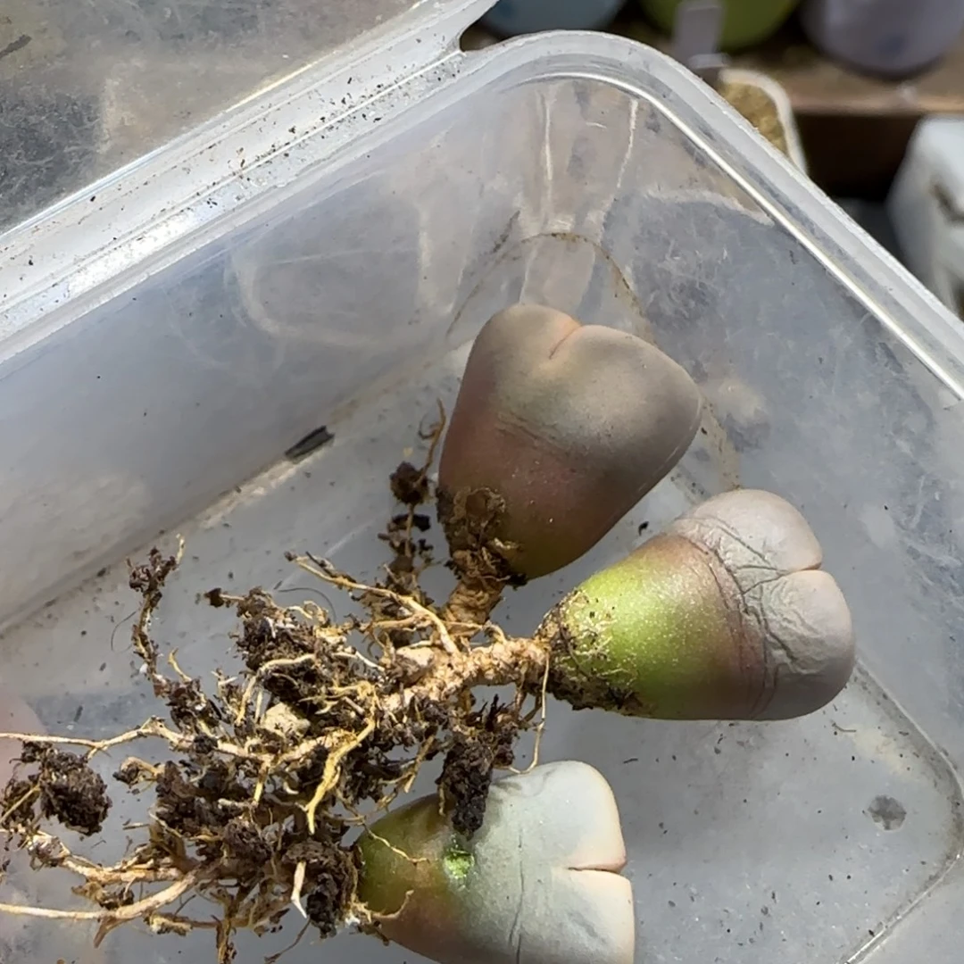 12.24 1620.5饼干3颗 5020