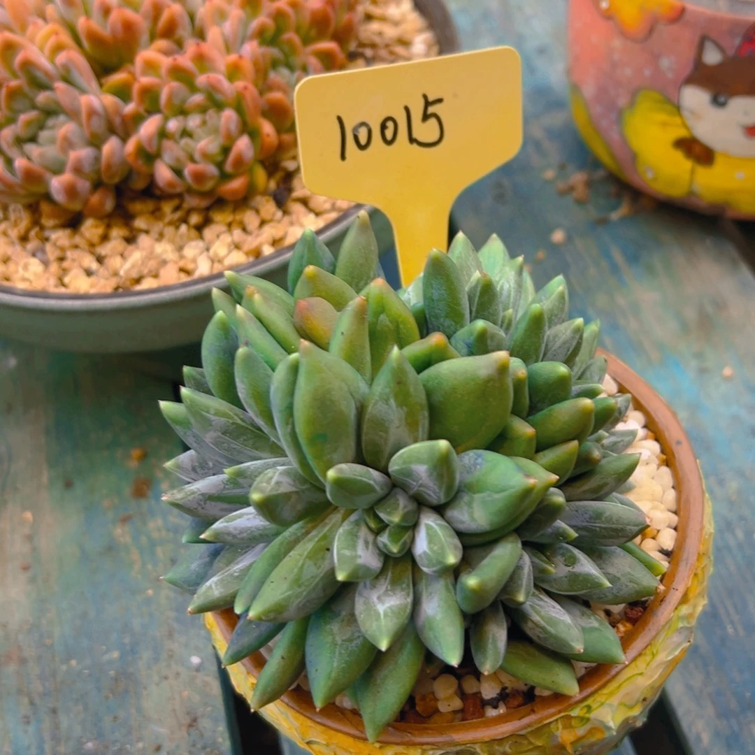 重楼10015号一物一拍