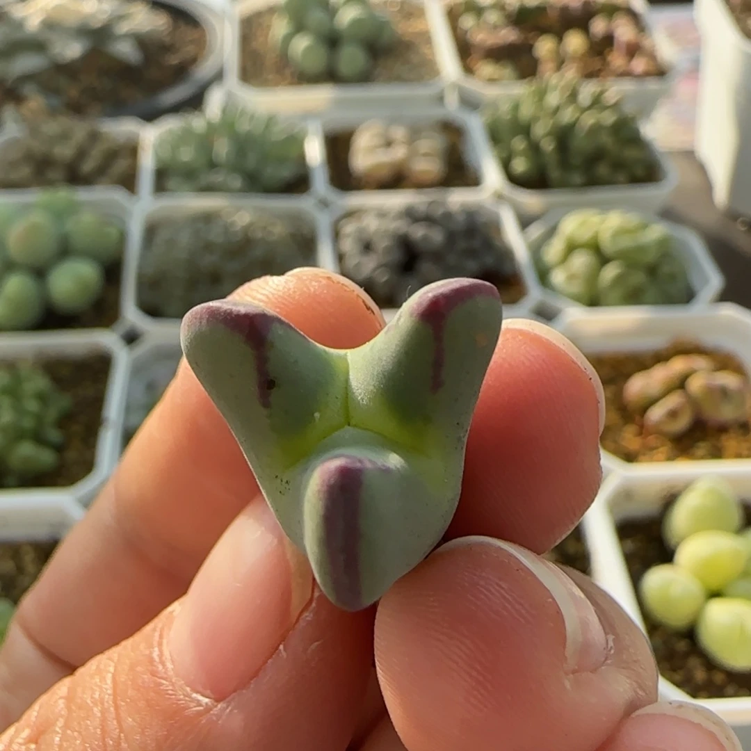 7407 大白多肉植物园