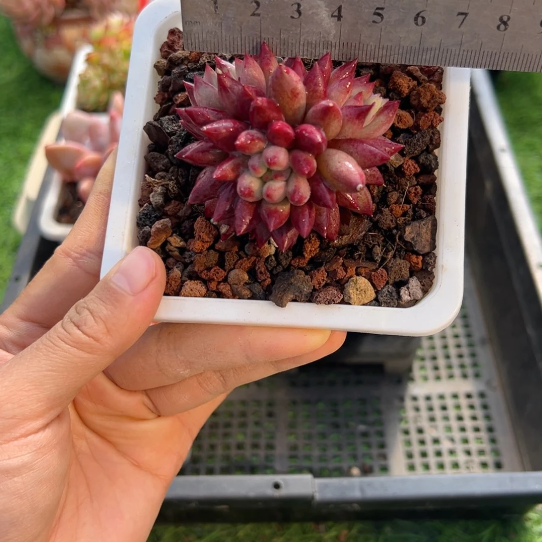 表妹精品多肉1109.