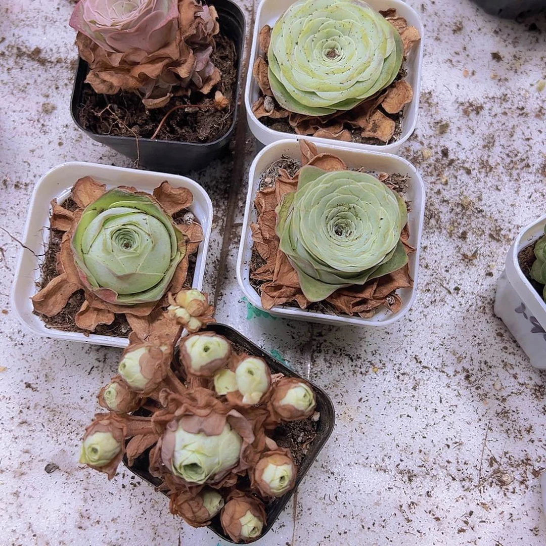 山地玫瑰组合5盆9.9包邮