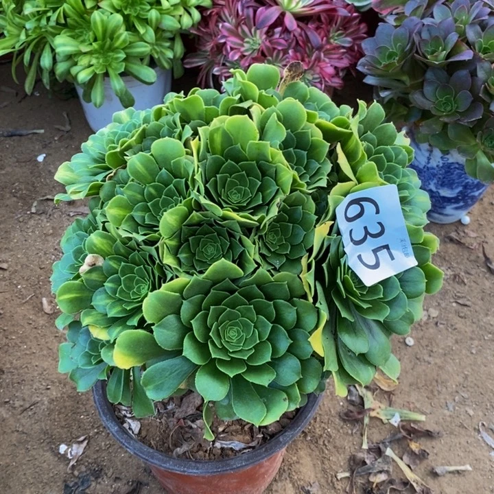 635翡翠琉璃绣球多肉