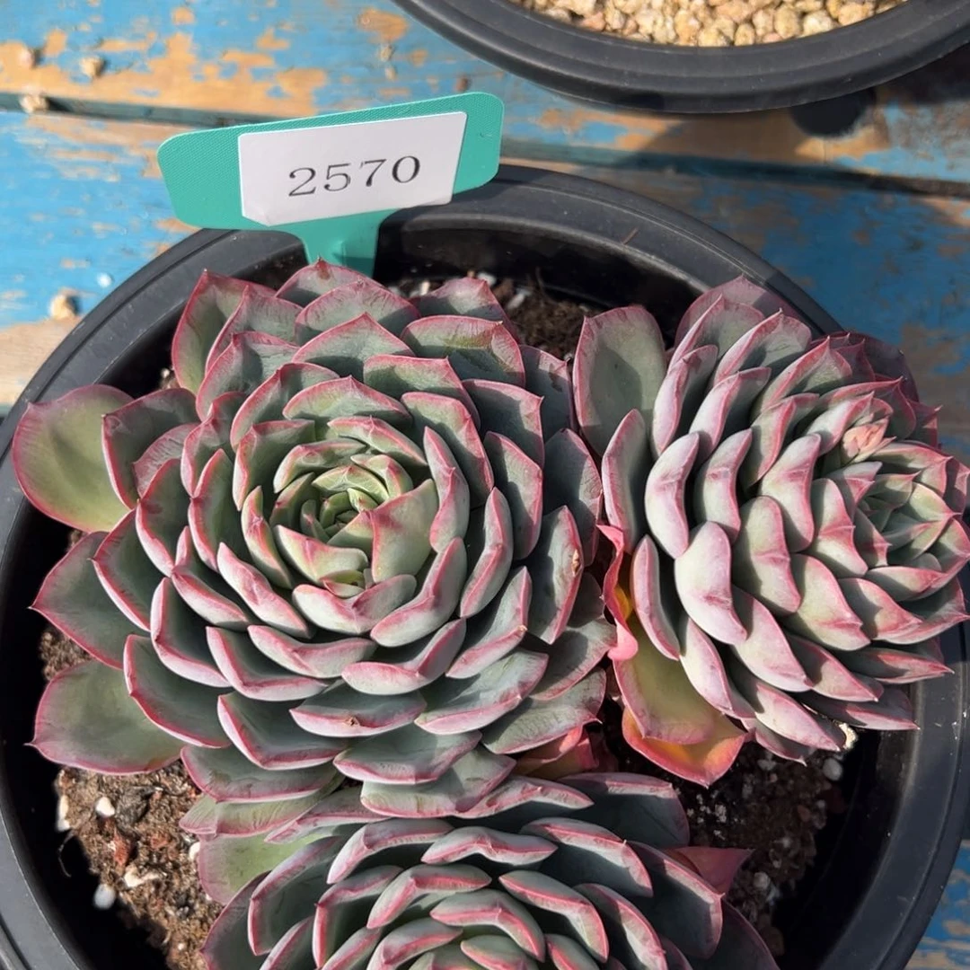 超**爸2570肉多哦多哦肉多哦