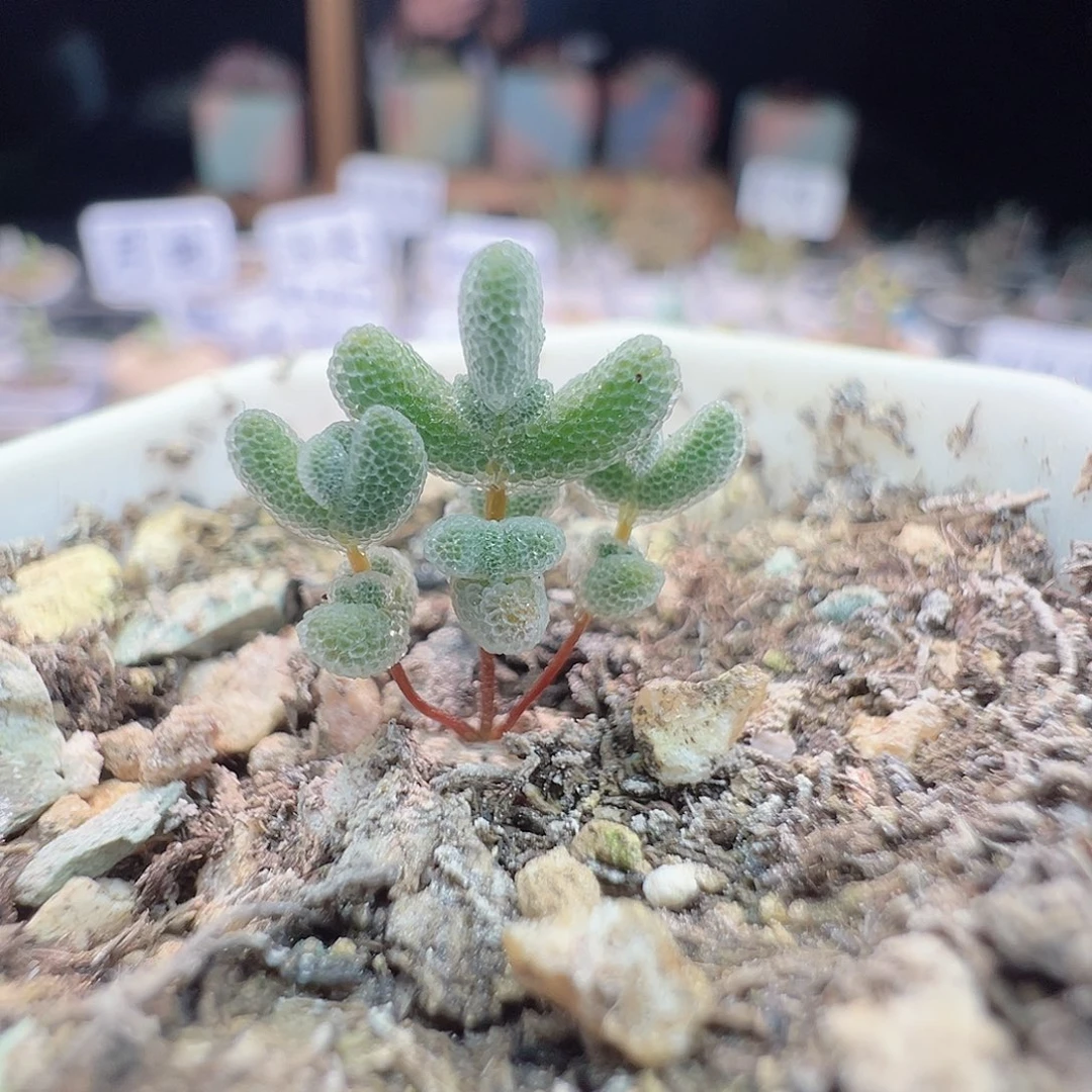 尺寸很小，2739实生月曲，拍下不退不换