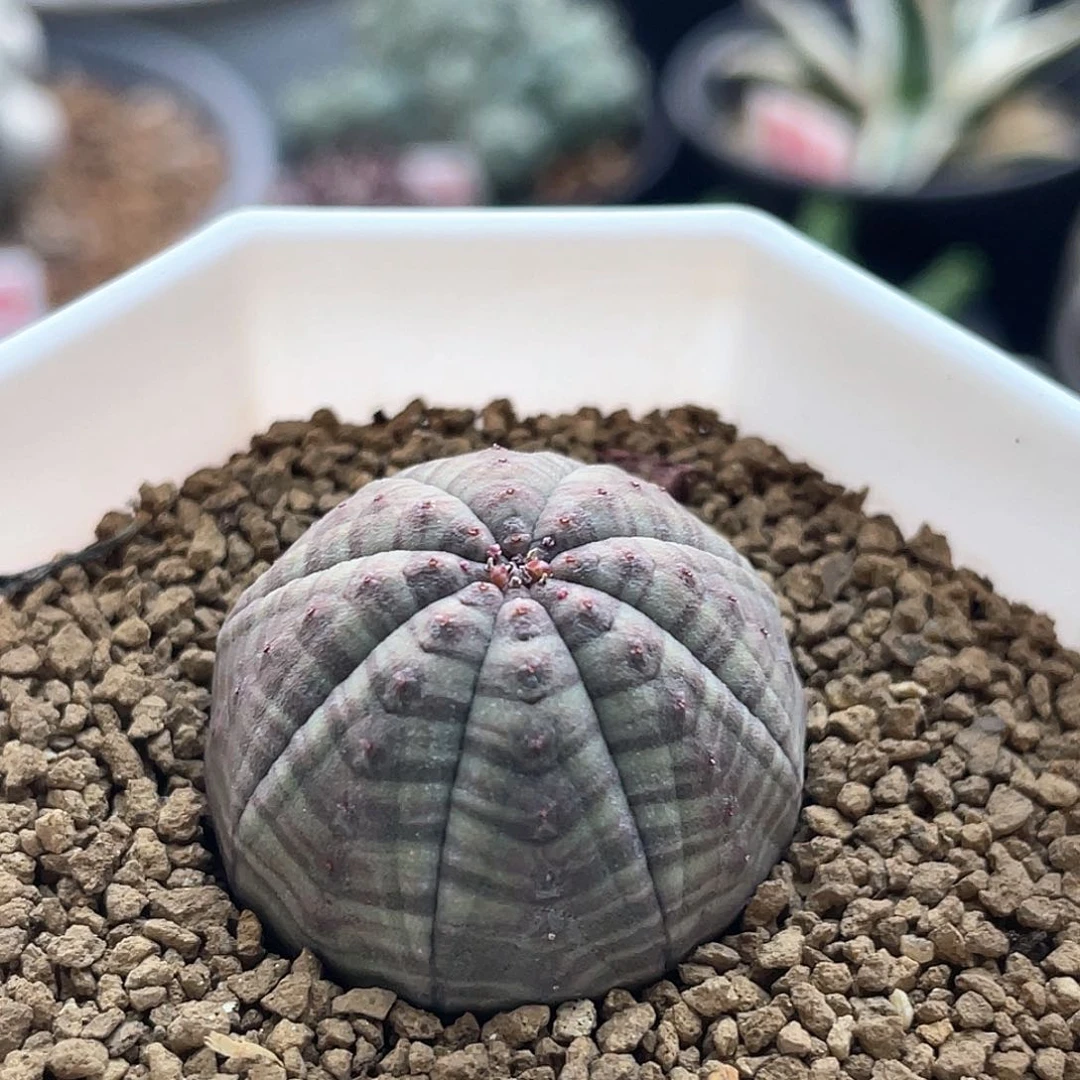 实生花纹布纹球仙人球多肉