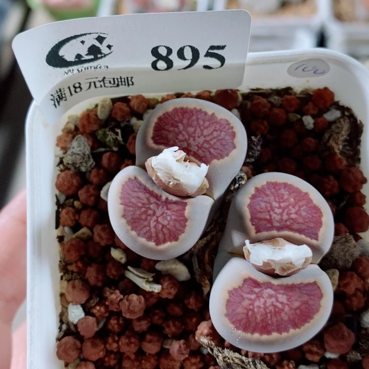 生石花花花花开了895